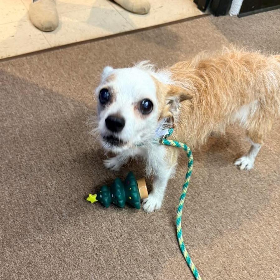Enlarge John, a Adoptable Terrier in Austell, GA image 3/4