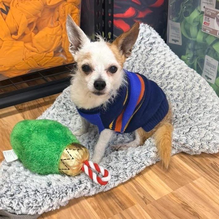 Enlarge John, a Adoptable Terrier in Austell, GA image 4/4