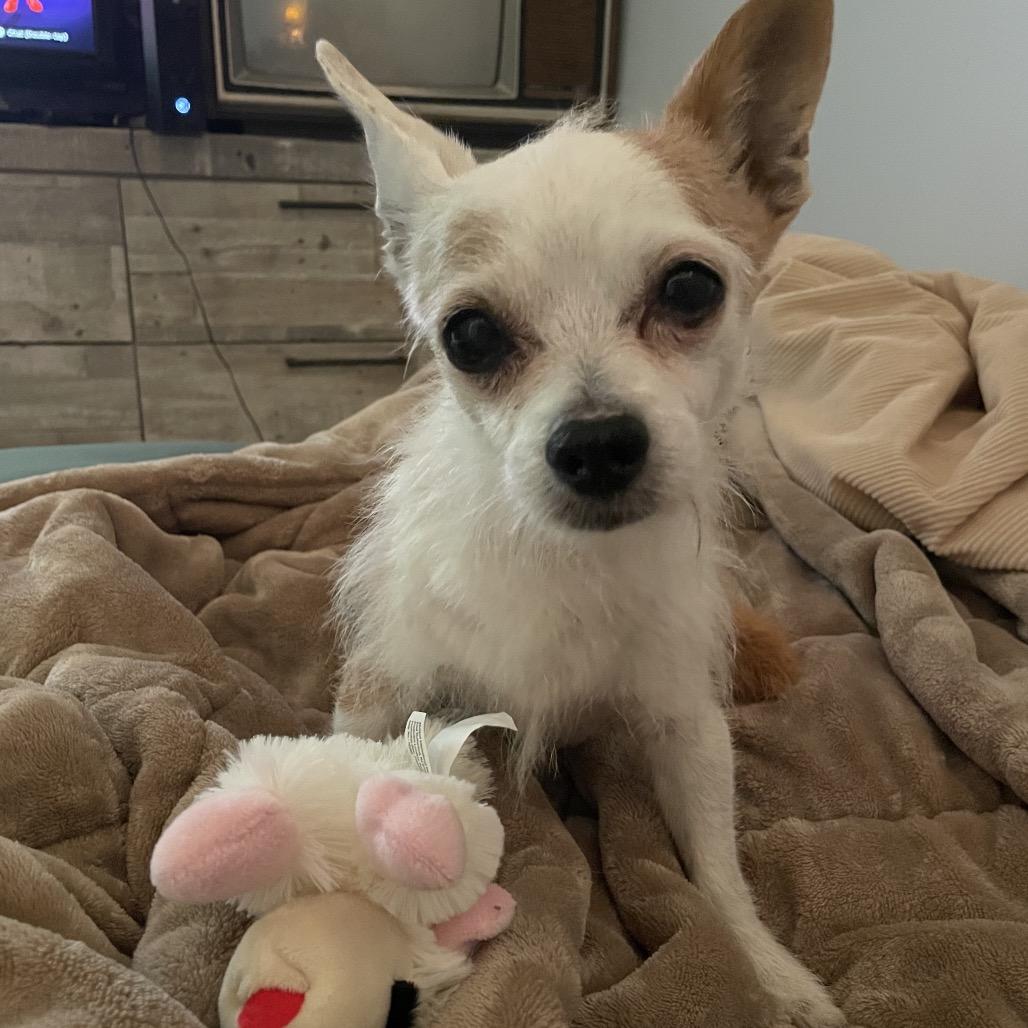Enlarge John, a Adoptable Terrier in Austell, GA image 6/6