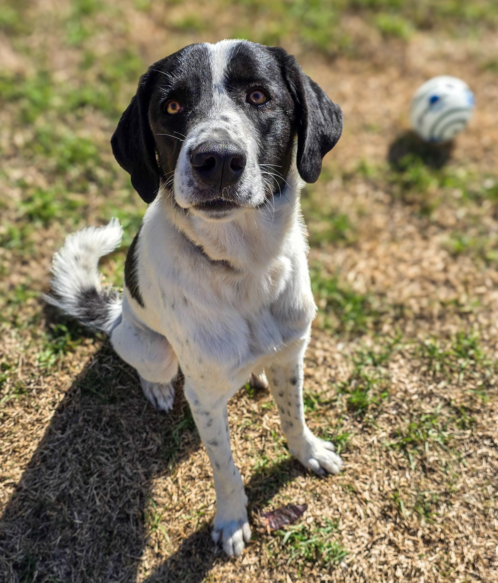 Ladybug , a Adoptable mixed breed in Gainesville, TX image 6/6