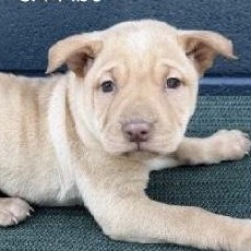 Enlarge Gnocchi, a Adoptable mixed breed in Parma, OH image 2/2