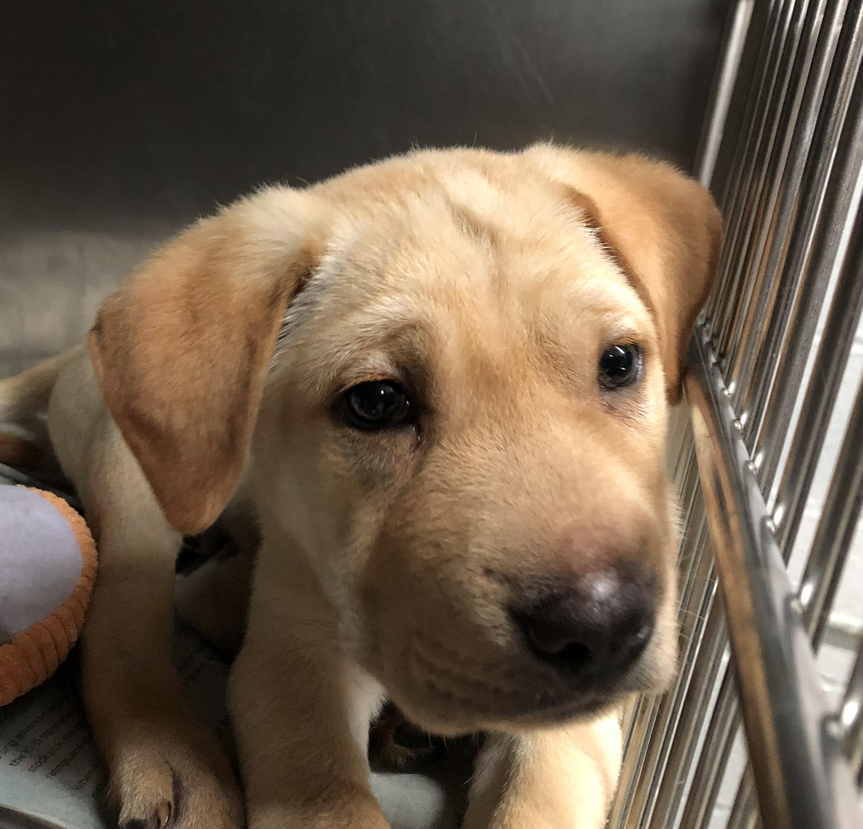 Enlarge Gnocchi, a Adoptable mixed breed in Parma, OH image 1/2