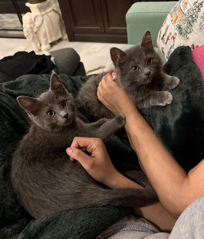 Enlarge Oak & Neeta - Male & Female, a ADOPTABLE mixed breed in Mississauga, ON image 1/2