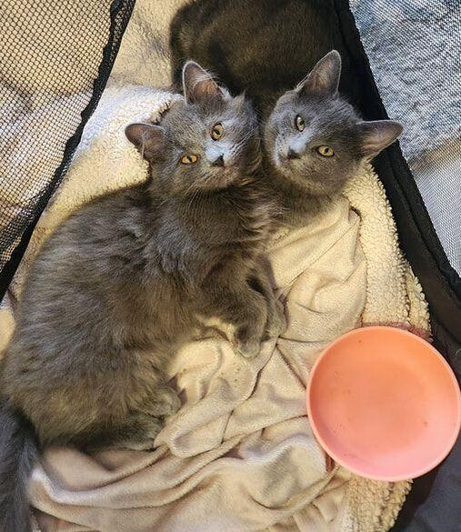 Enlarge Oak & Neeta - Male & Female, a ADOPTABLE mixed breed in Mississauga, ON image 2/2