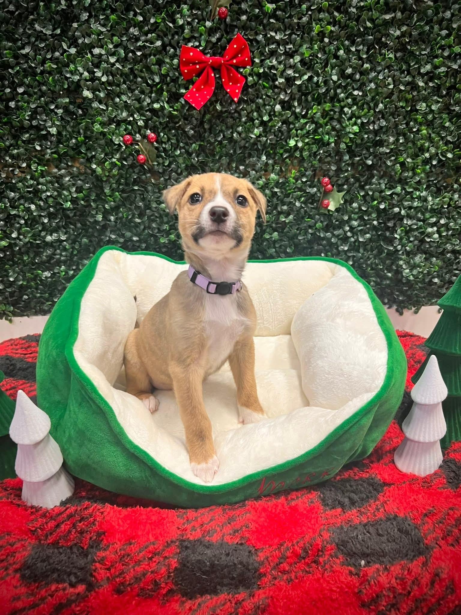 Annie, Adoptable, Puppy Female Mixed Breed.