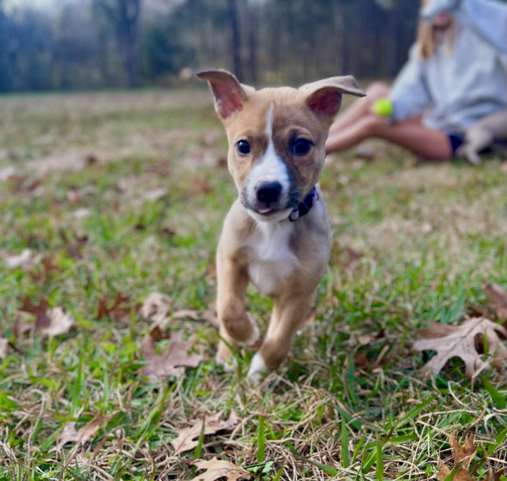 Annie, a Adoptable mixed breed in Spring hill, TN image 1/5