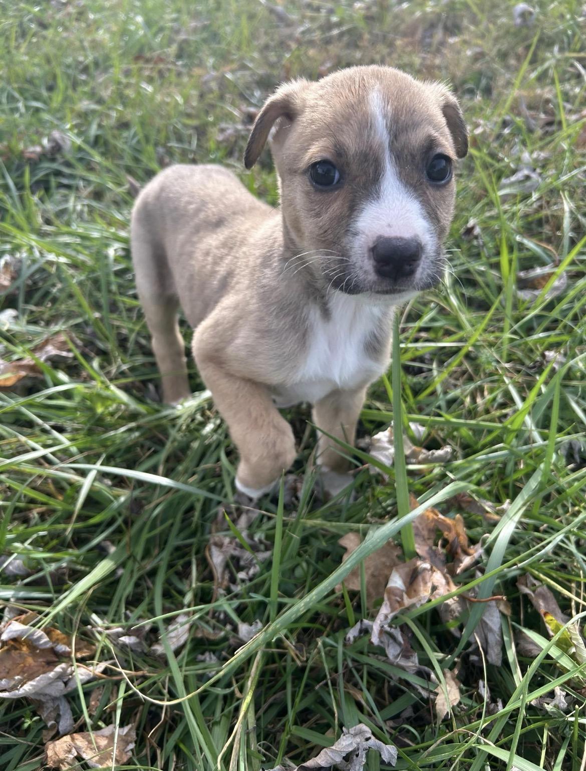 Annie, a Adoptable mixed breed in Spring hill, TN image 2/2