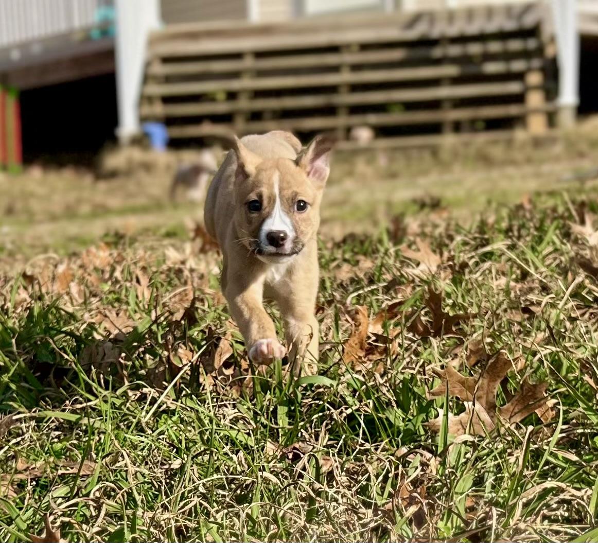 Annie, a Adoptable mixed breed in Spring hill, TN image 4/5
