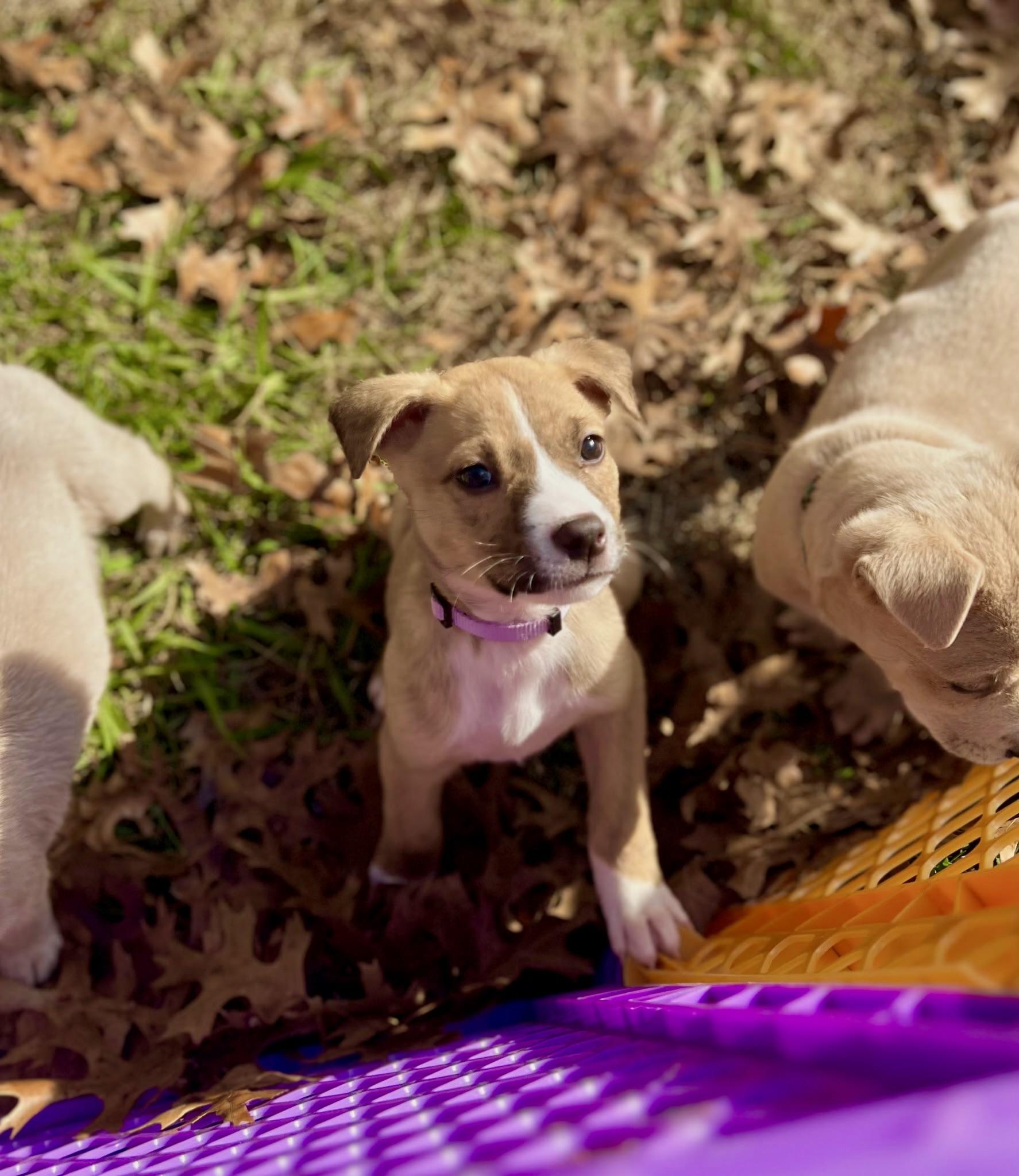 Annie, a Adoptable mixed breed in Spring hill, TN image 5/5