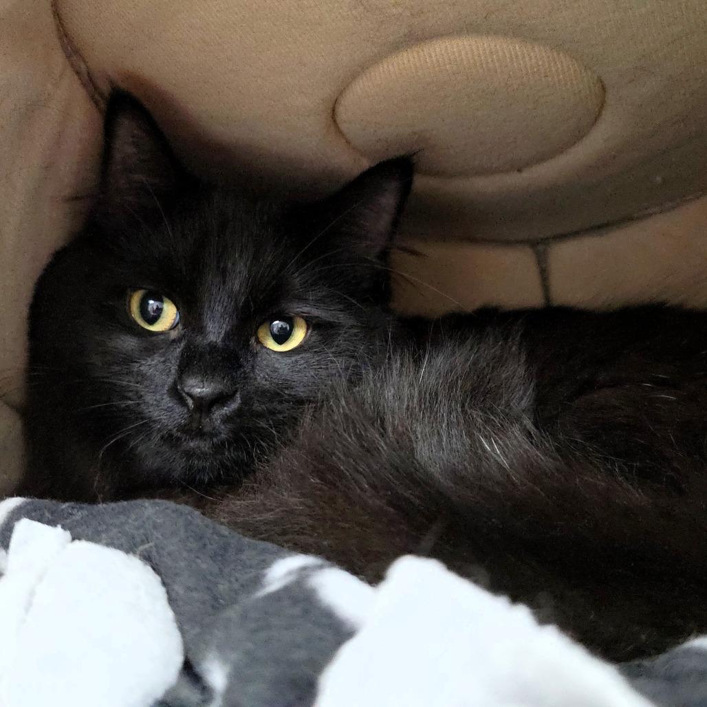 Binx, Adoptable, Young Male Domestic Medium Hair.
