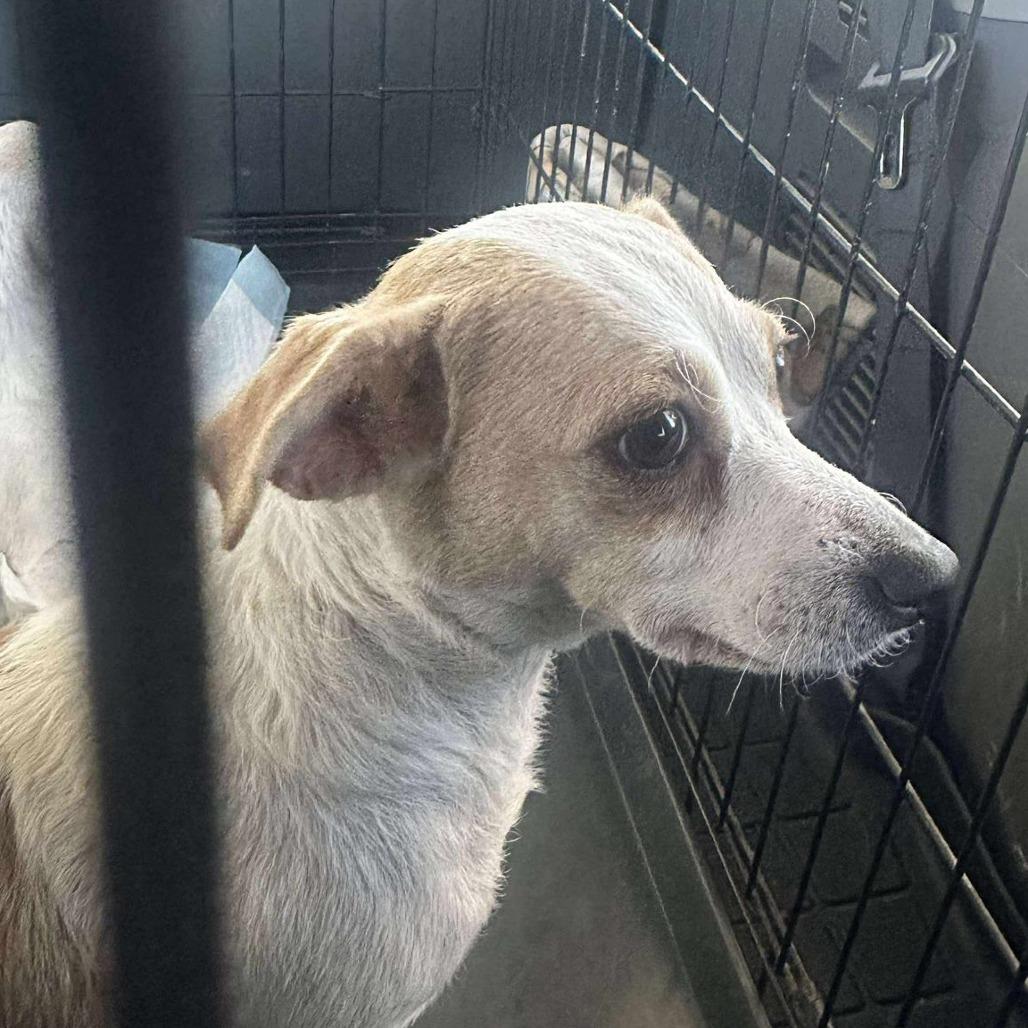 Enlarge Molly, a Adoptable mixed breed in Ione, CA image 1/1