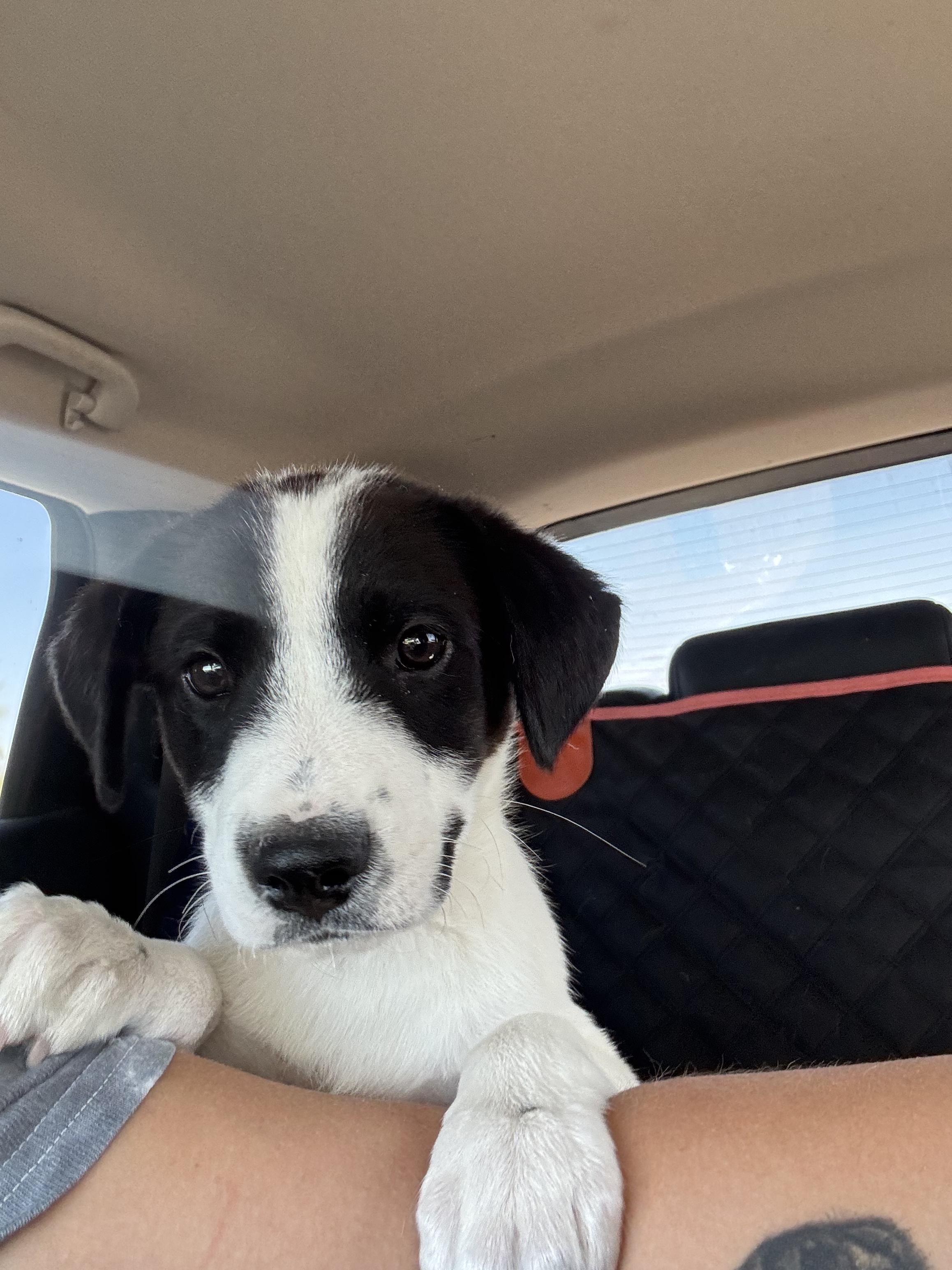 Enlarge Oreo, a Adopted mixed breed in Tonopah, AZ image 1/2