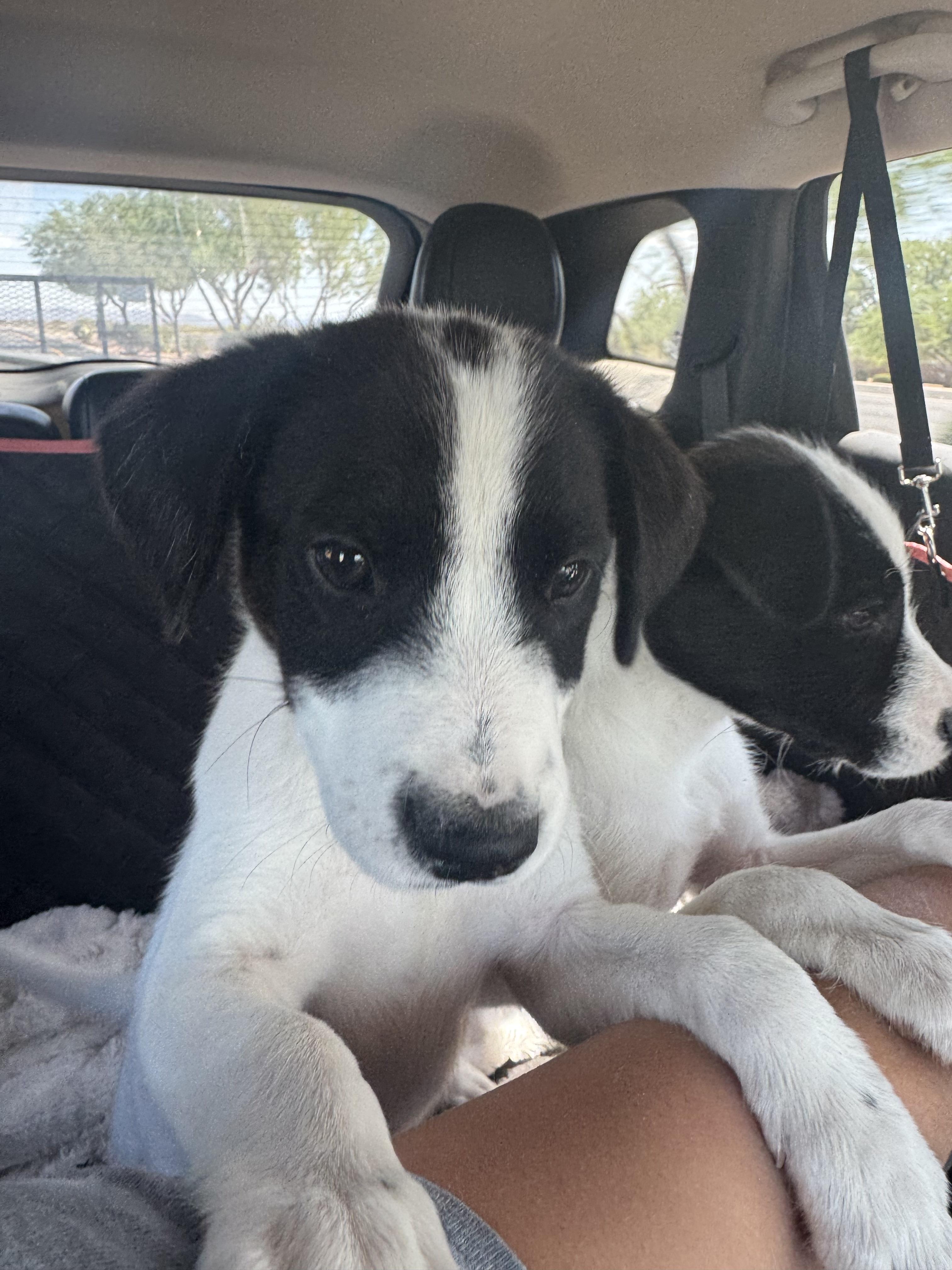 Enlarge Oreo, a Adopted mixed breed in Tonopah, AZ image 2/2