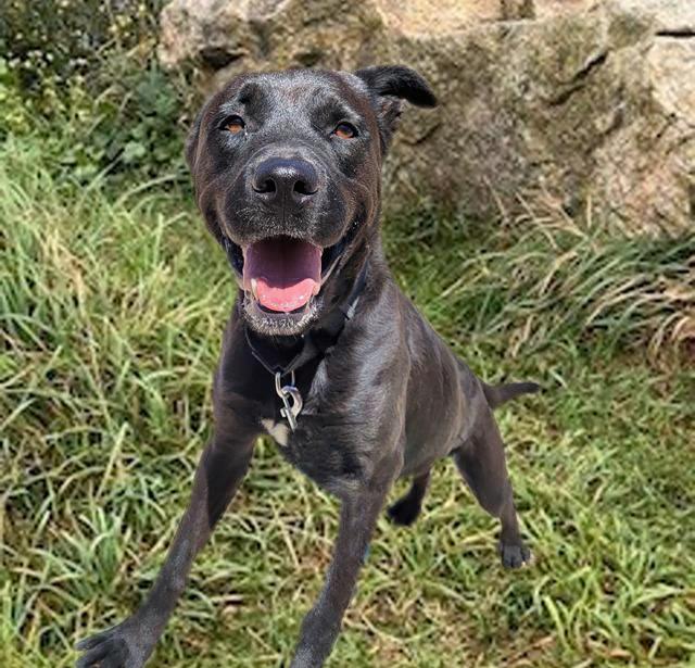 Enlarge JESSI*, a Adoptable mixed breed in Tucson, AZ image 1/1