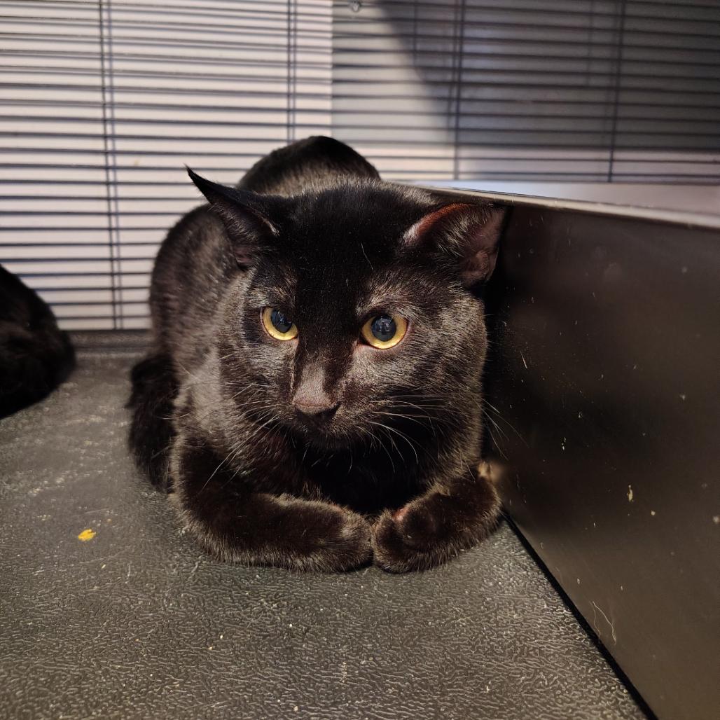 Enlarge Genie, a Adoptable Domestic Short Hair in Osawatomie, KS image 1/1