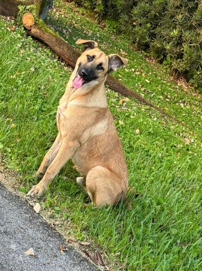 Sweet duo, a Adoptable mixed breed in Weston, FL image 2/3