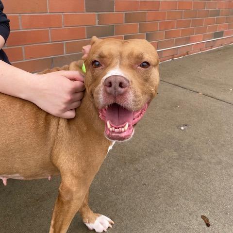 Rozae, Adoptable, Adult Female Mixed Breed.