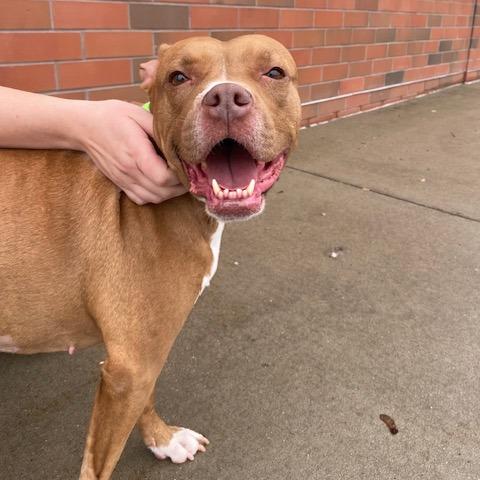 Rozae, a Adoptable Mixed Breed in Pittsburgh, PA image 2/6