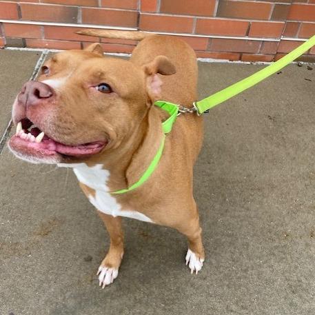 Rozae, a Adoptable Mixed Breed in Pittsburgh, PA image 3/6