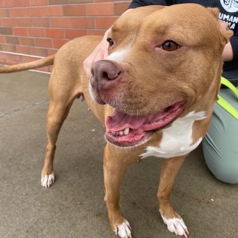 Rozae, a Adoptable Mixed Breed in Pittsburgh, PA image 4/6