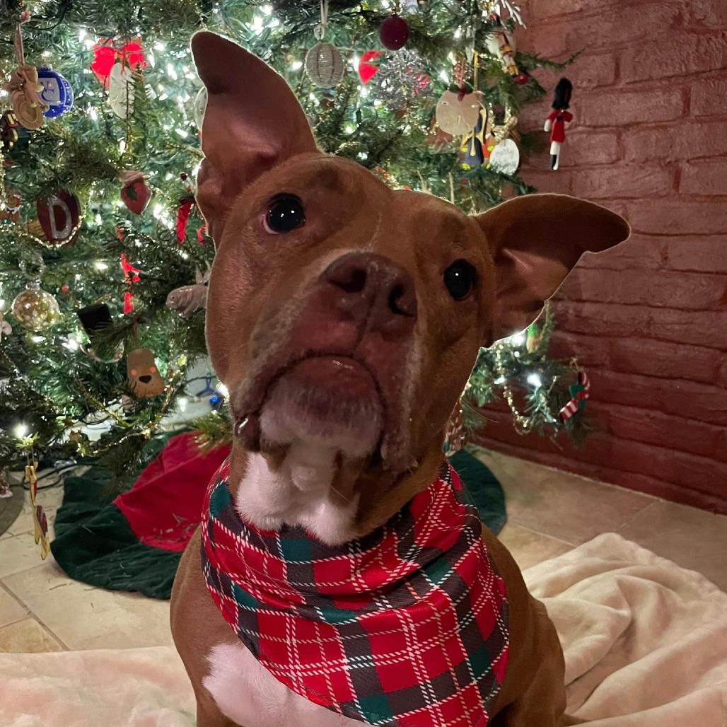 Rozae, a Adoptable Mixed Breed in Pittsburgh, PA image 5/6