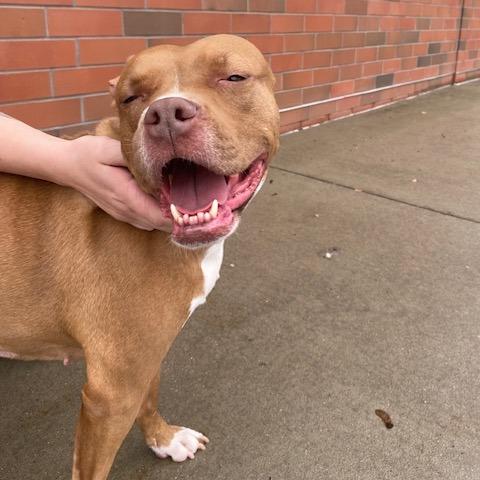 Rozae, a Adoptable Mixed Breed in Pittsburgh, PA image 6/6