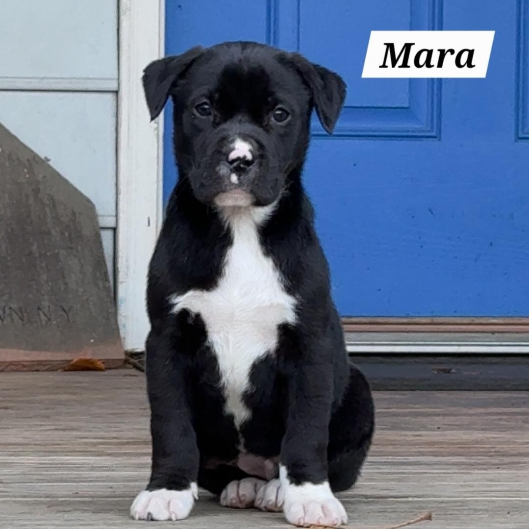Mara, Adoptable, Puppy Female American Staffordshire Terrier & Pit Bull Terrier.