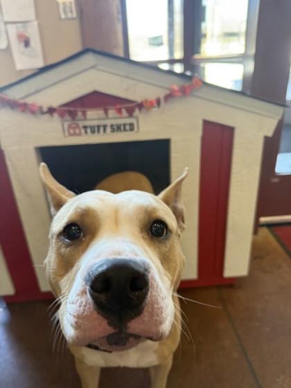 Totie — thumbnail 3