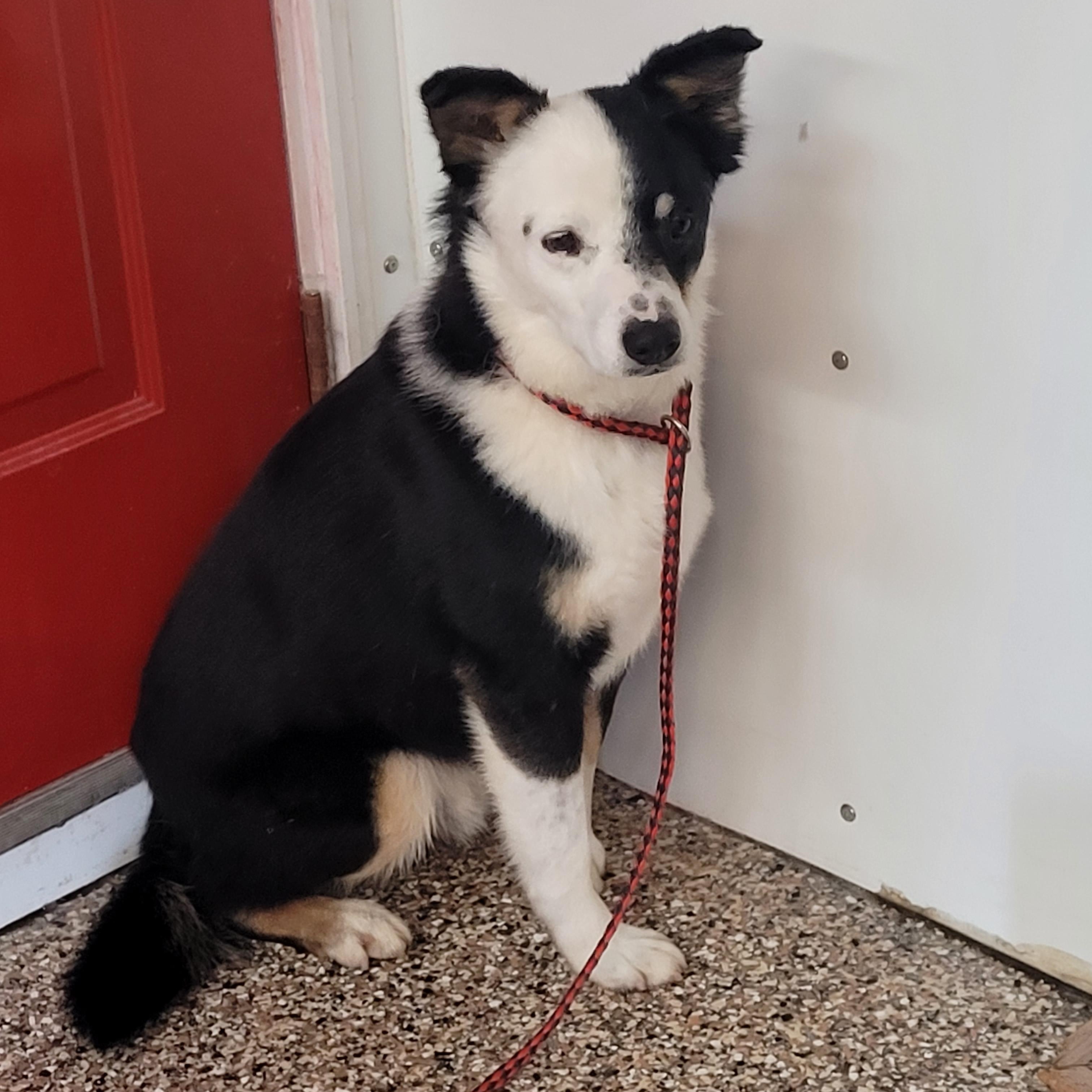 Enlarge Macaroni, an adoptable mixed breed in Lacombe, AB image 4/5