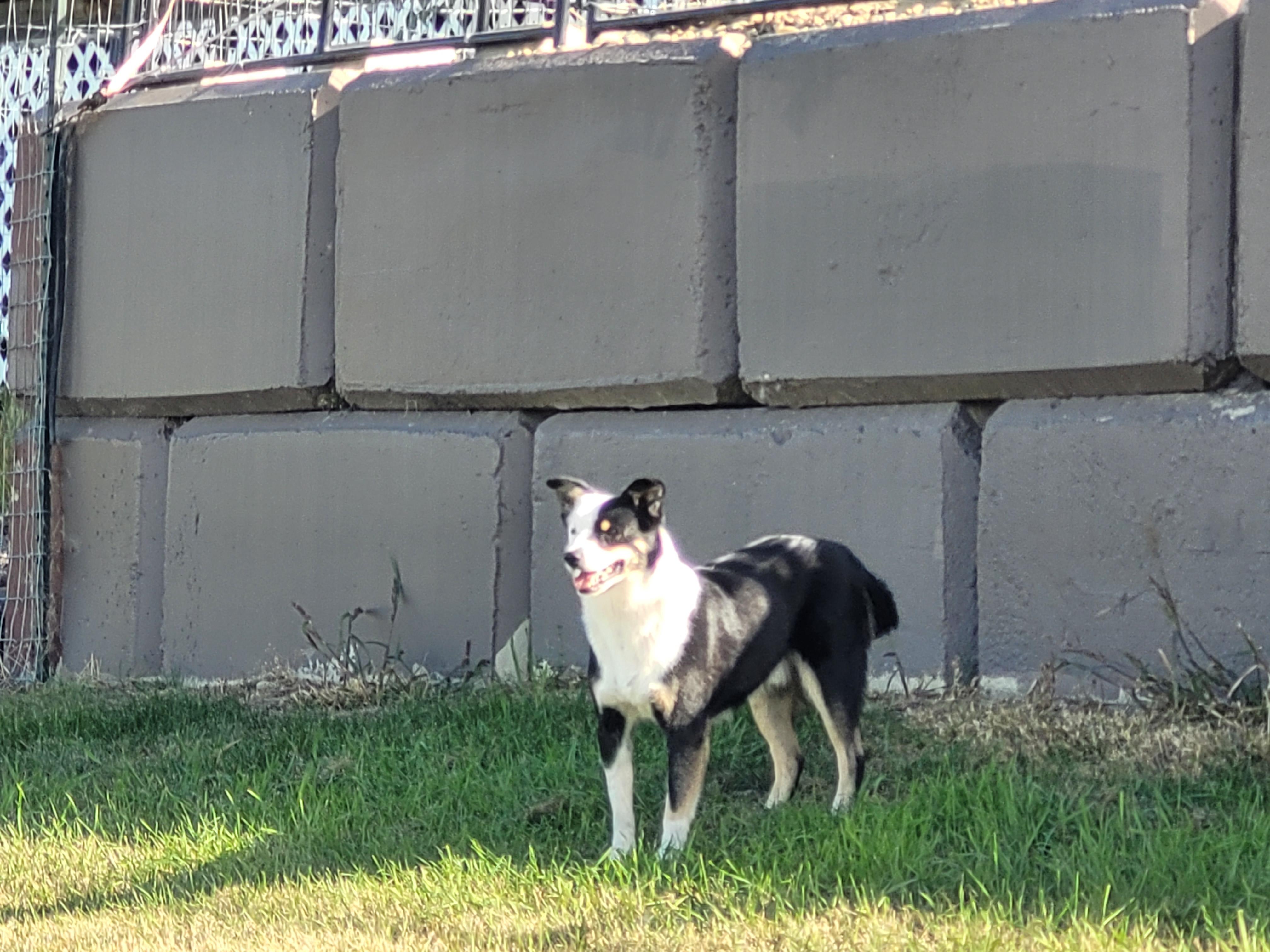Enlarge Macaroni, a Adoptable mixed breed in Lacombe, AB image 4/5