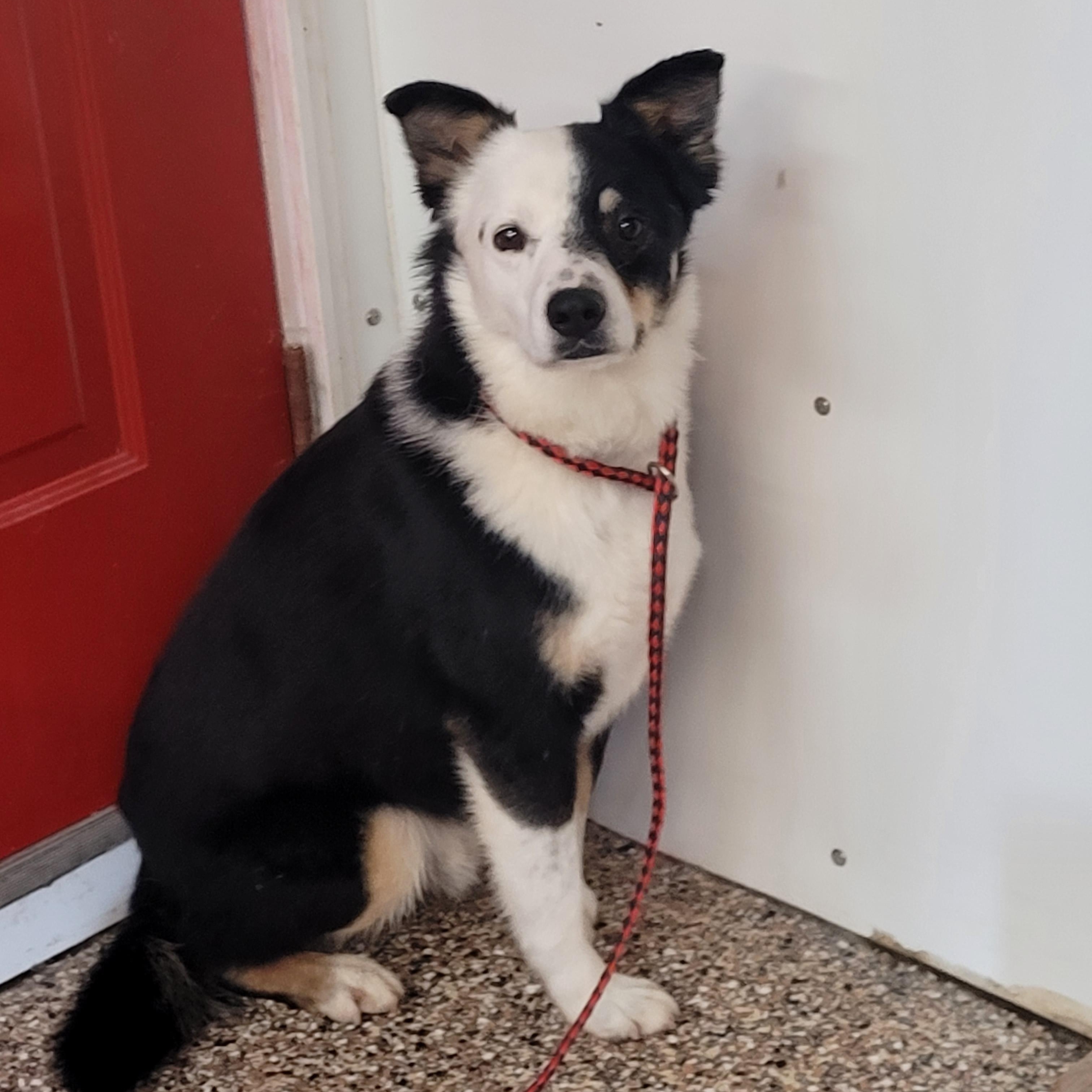 Enlarge Macaroni, an adoptable mixed breed in Lacombe, AB image 1/5