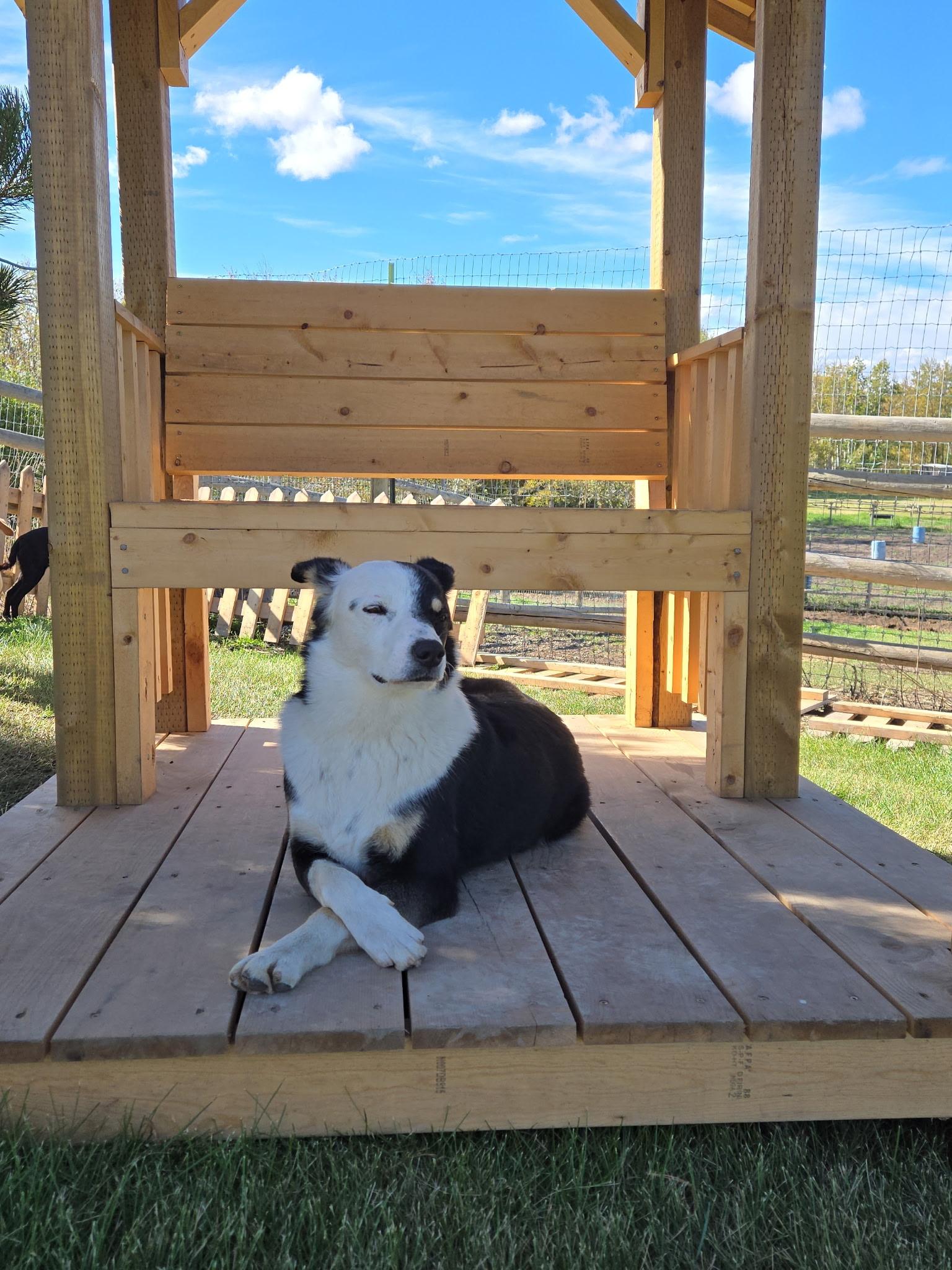 Enlarge Macaroni, a Adoptable mixed breed in Lacombe, AB image 1/5