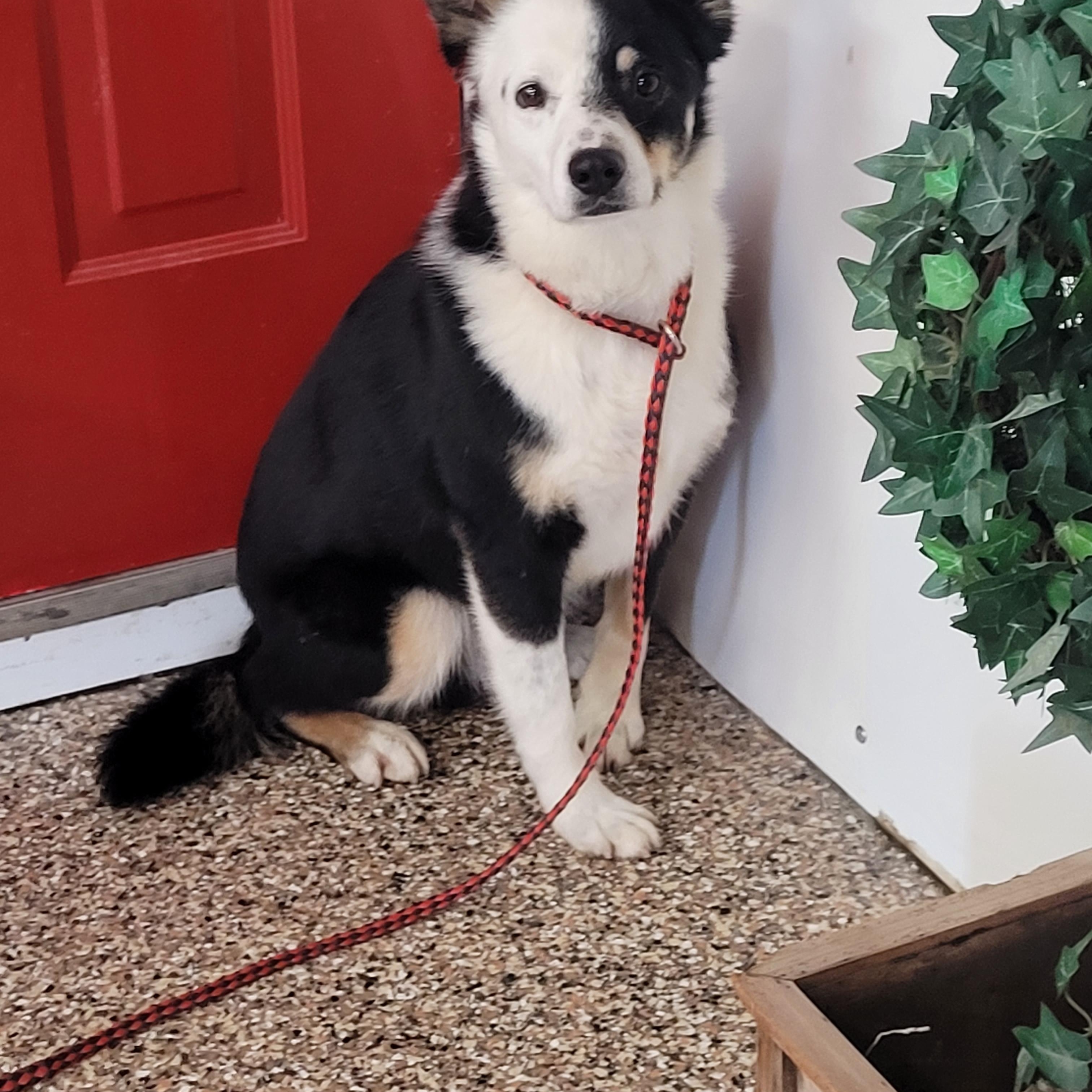 Enlarge Macaroni, an adoptable mixed breed in Lacombe, AB image 3/5