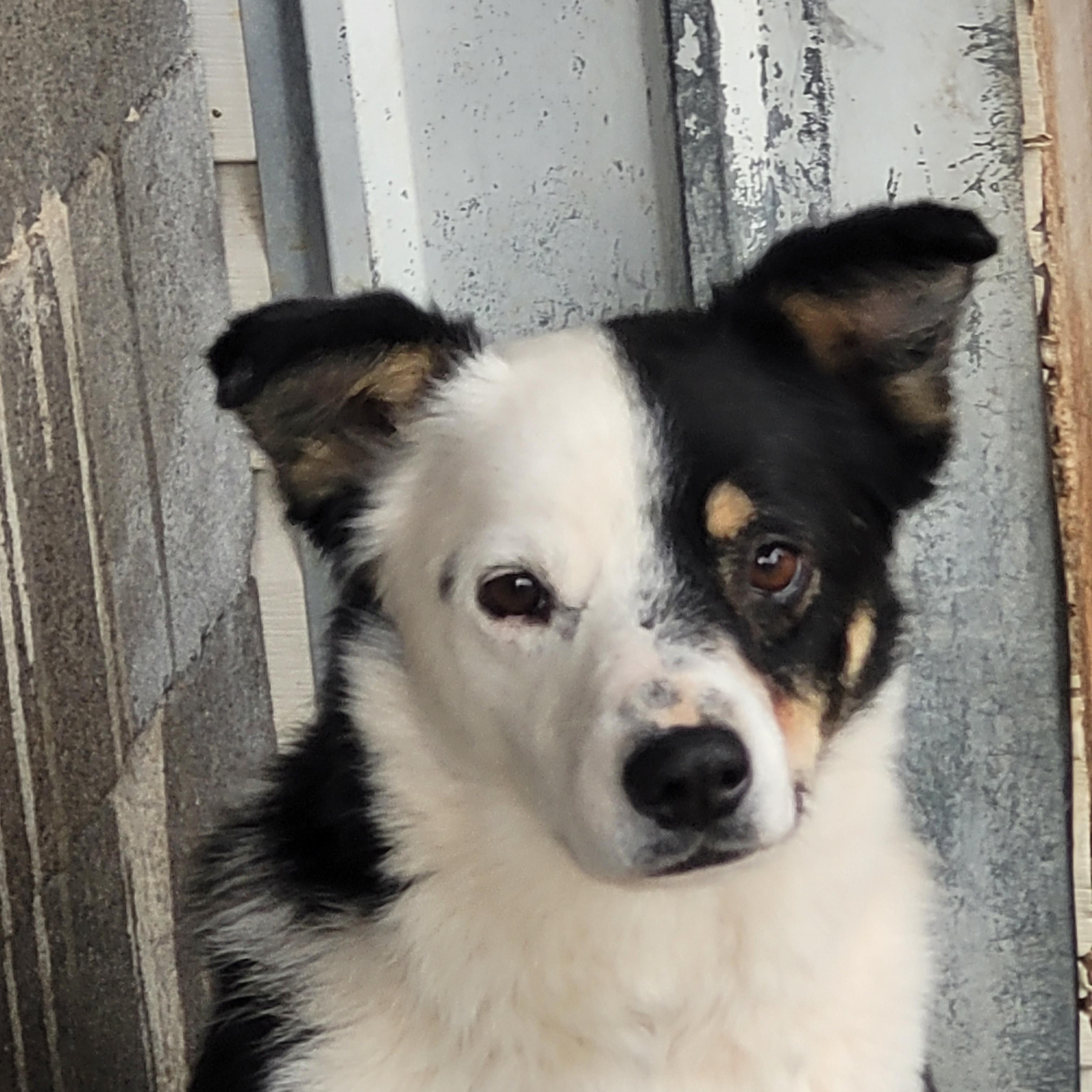 Macaroni, adoptable, Adult Male Australian Cattle Dog / Blue Heeler.