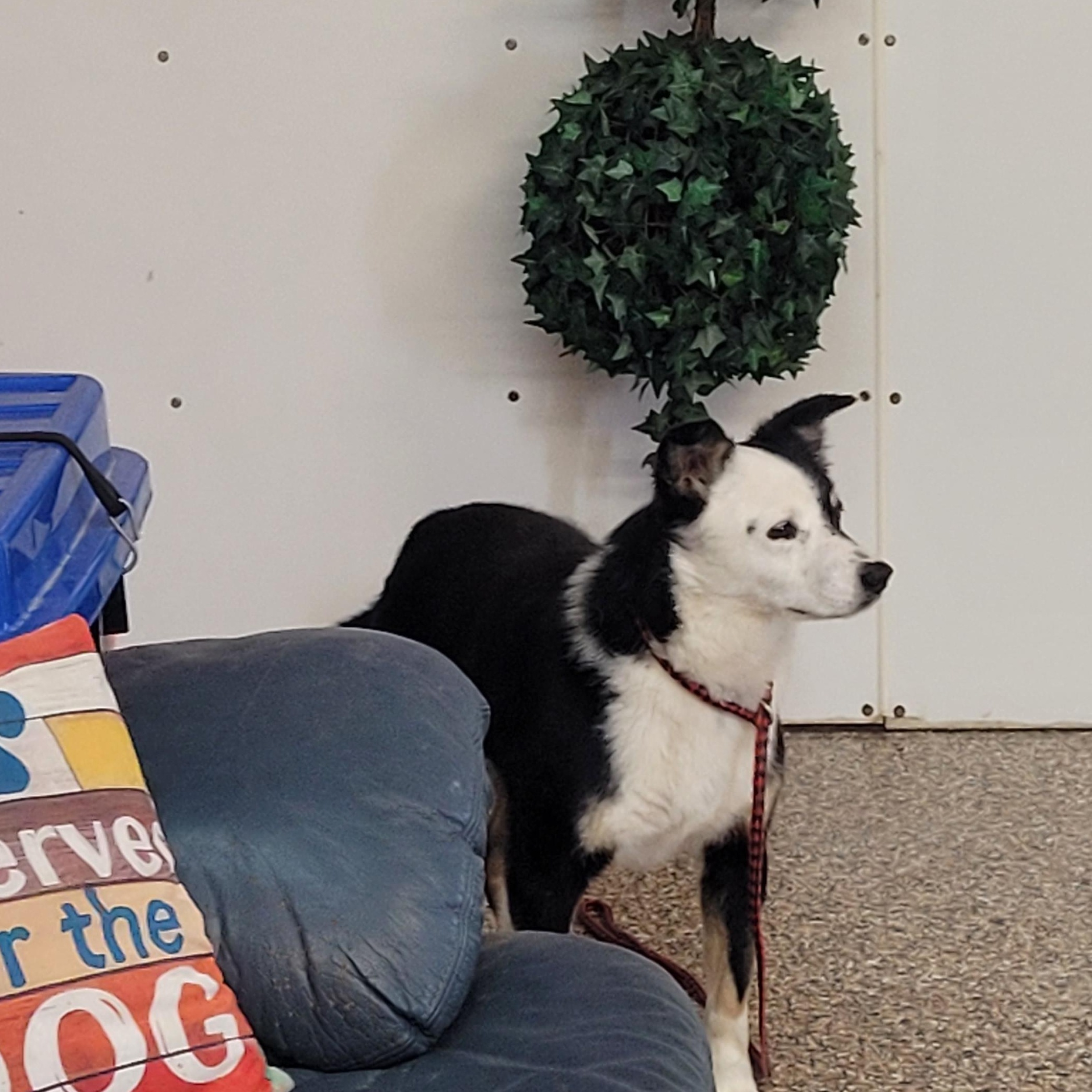 Enlarge Macaroni, an adoptable mixed breed in Lacombe, AB image 2/5