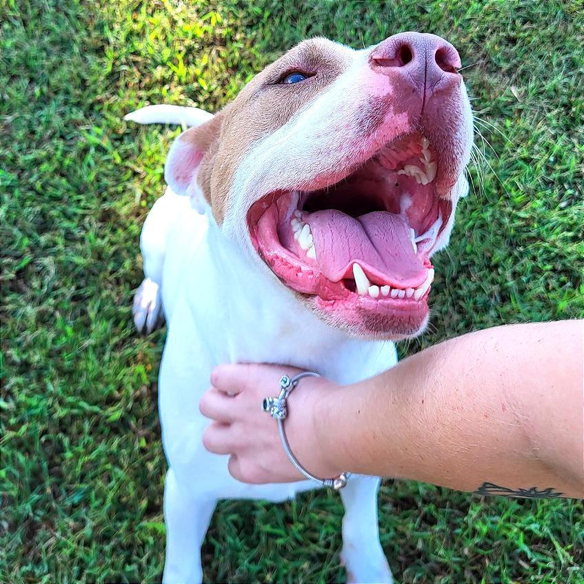 Enlarge Sock, a Adoptable Mixed Breed in Chattanooga, TN image 1/1
