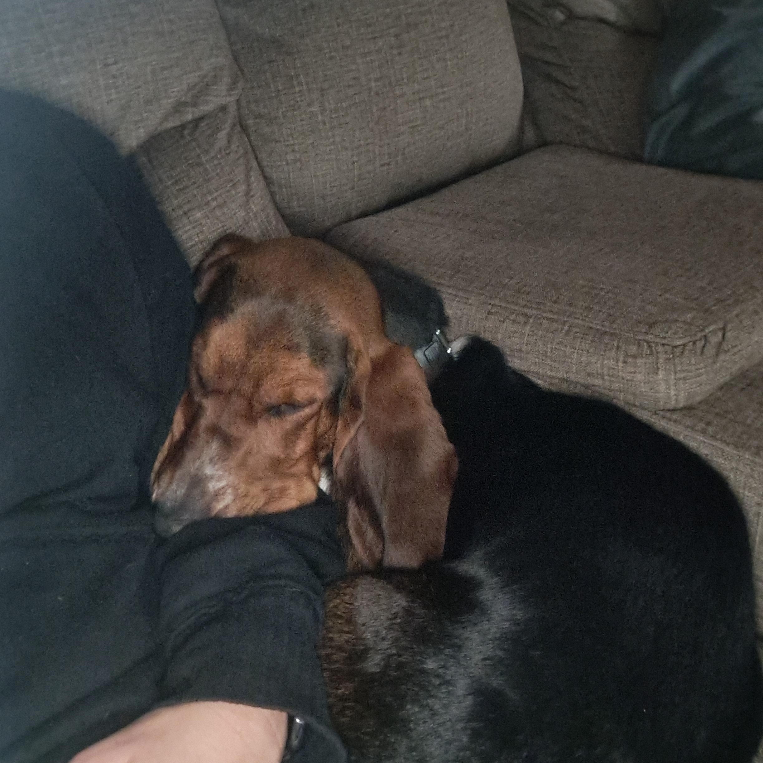 Phoebe, a ADOPTABLE Basset Hound in Milwaukee, WI image 3/5