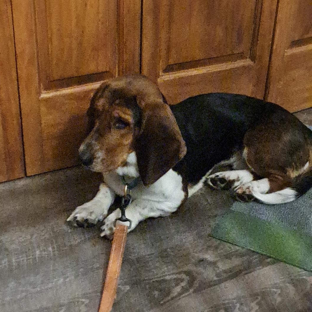 Phoebe, a ADOPTABLE Basset Hound in Milwaukee, WI image 4/5