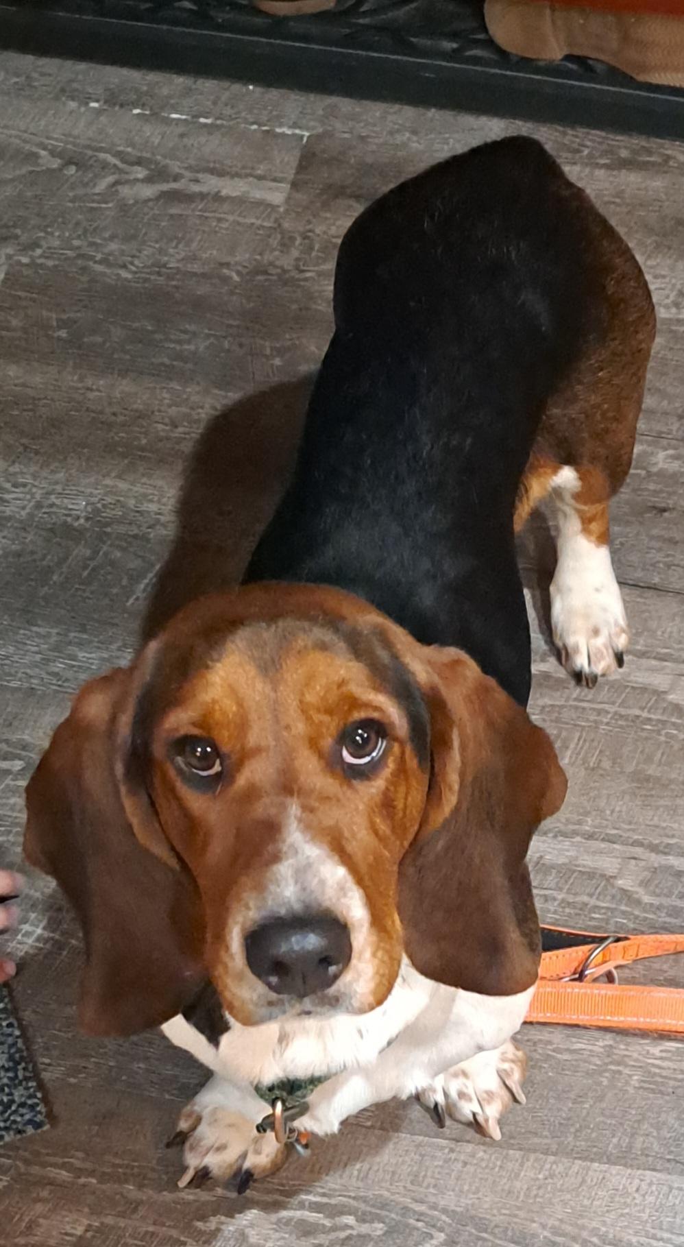 Phoebe, ADOPTABLE, Young Female Basset Hound.