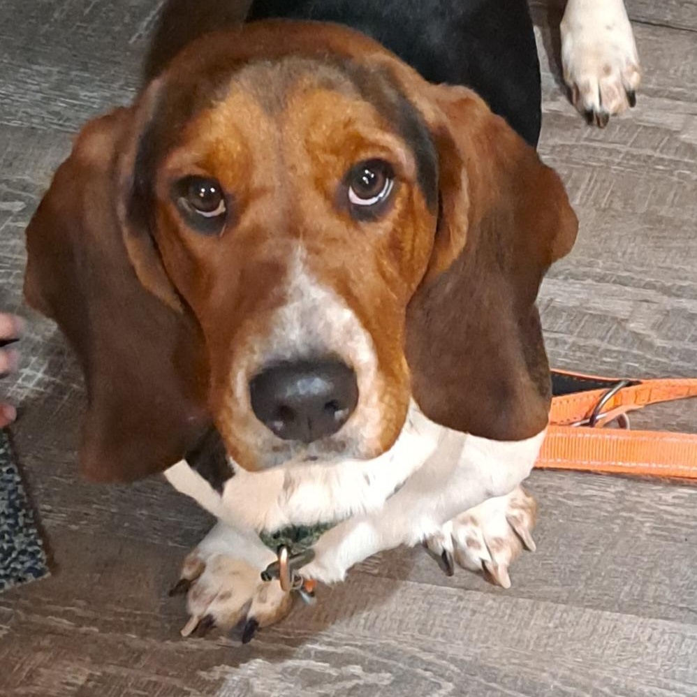 Enlarge Phoebe, a ADOPTABLE Basset Hound in Milwaukee, WI image 1/5