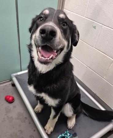 Mamy, ADOPTABLE, Young Female Shepherd & Husky.