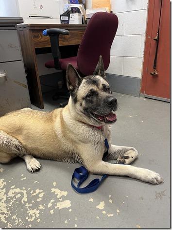 Elsa, beautiful and sweet Akita girl, adopted, Adult Female Akita.