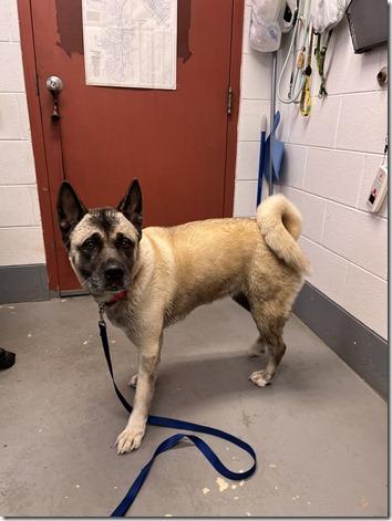 Elsa, beautiful and sweet Akita girl, an adopted Akita in Richmond, VA image 2/2