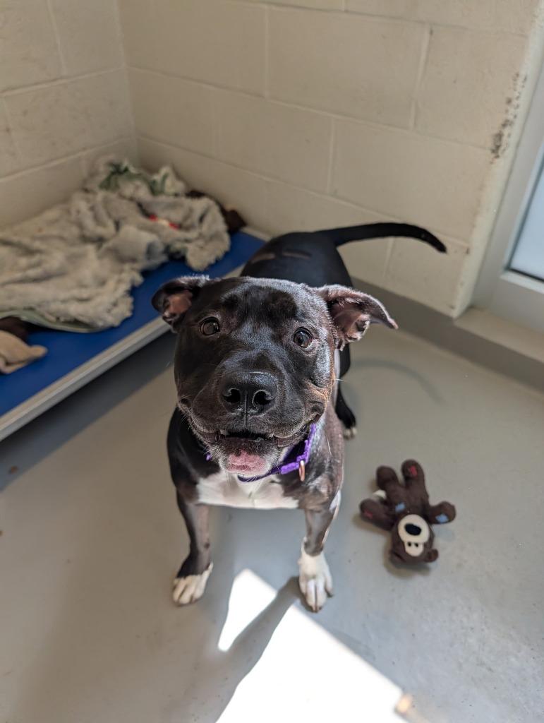 Kie, Adoptable, Adult Female Mixed Breed.