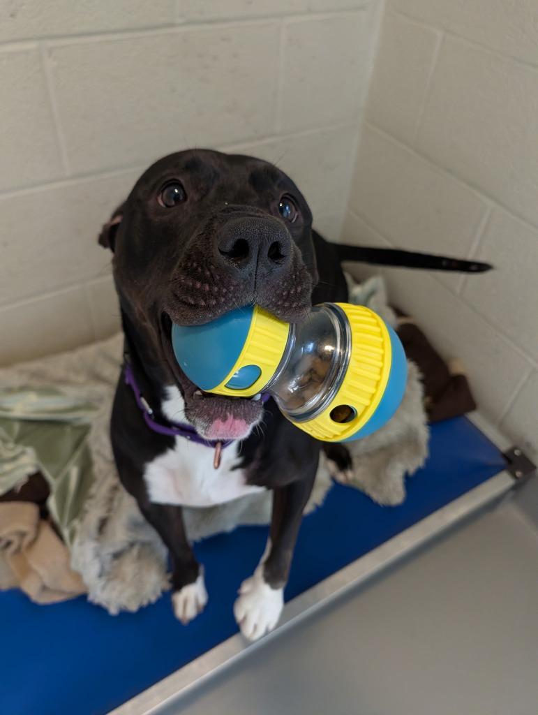 Enlarge Kie, a Adoptable mixed breed in Hyde Park, NY image 2/4