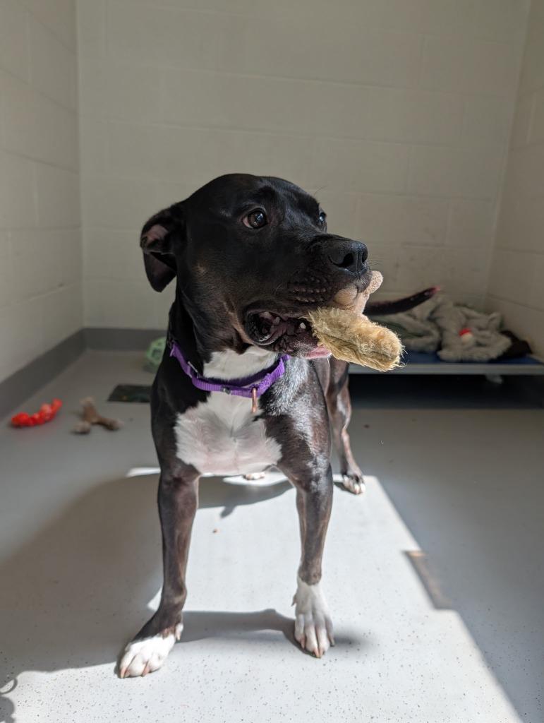 Enlarge Kie, a Adoptable mixed breed in Hyde Park, NY image 3/4