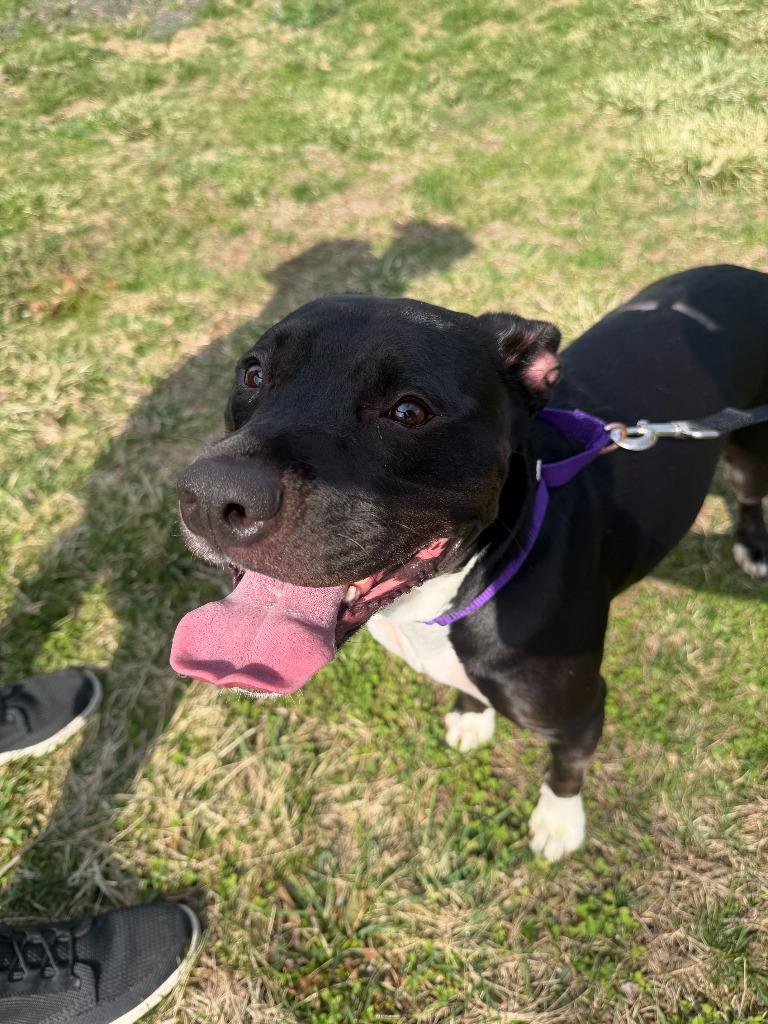 Enlarge Kie, a Adoptable mixed breed in Hyde Park, NY image 4/4