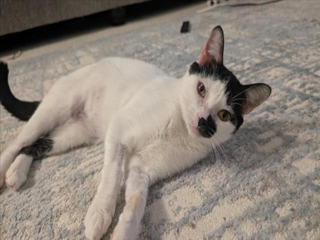 YUKI, Adoptable, Adult Female Domestic Short Hair.