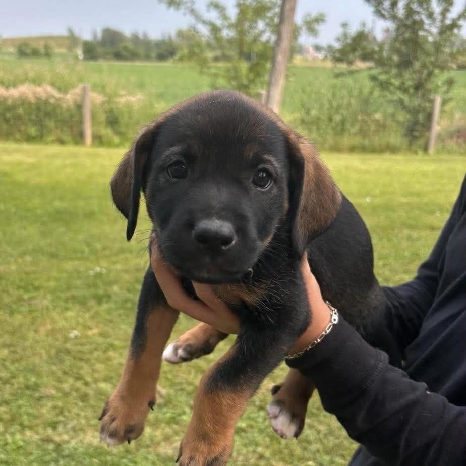 Enlarge Edna, a ADOPTABLE mixed breed in St Catharines, ON image 1/1