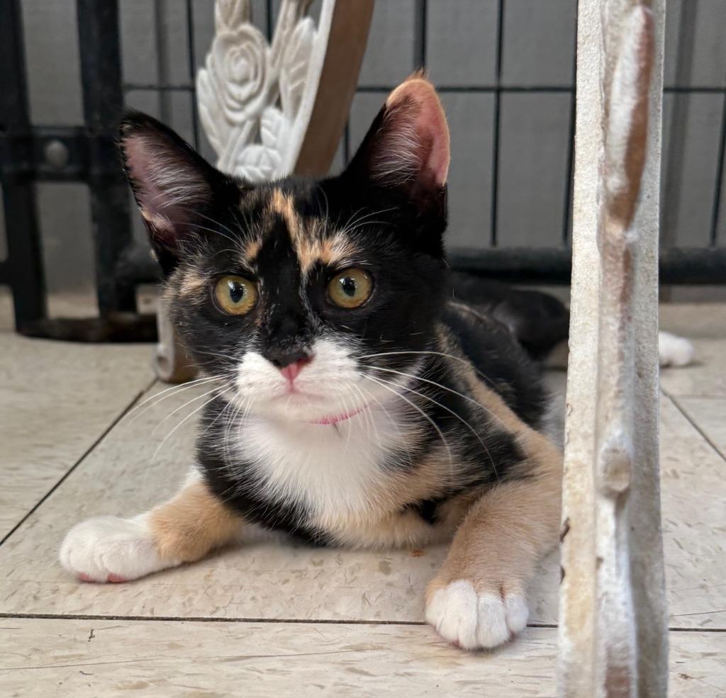 Calypso, Adopted, Young Female Domestic Short Hair.